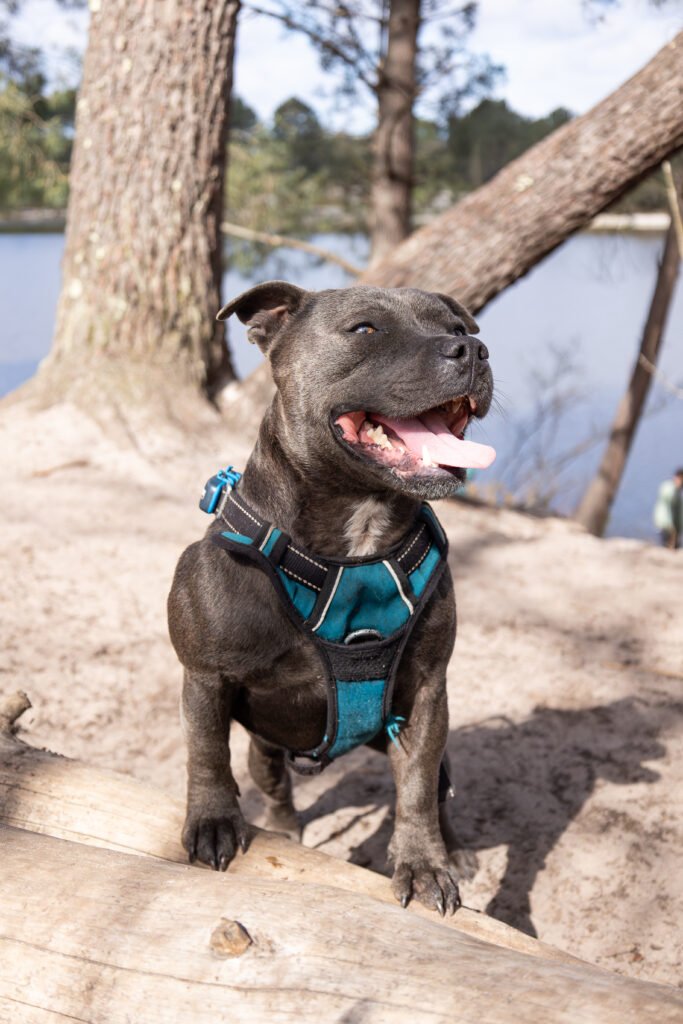 Sky - Staffie