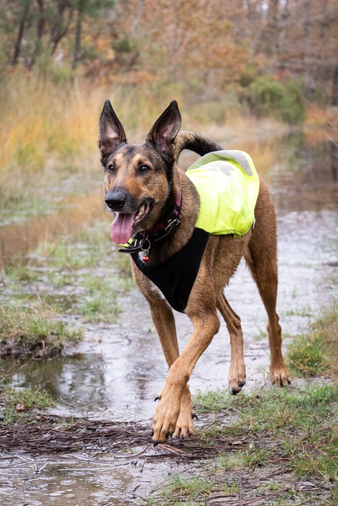 Aïko - malinoise x beauceronne