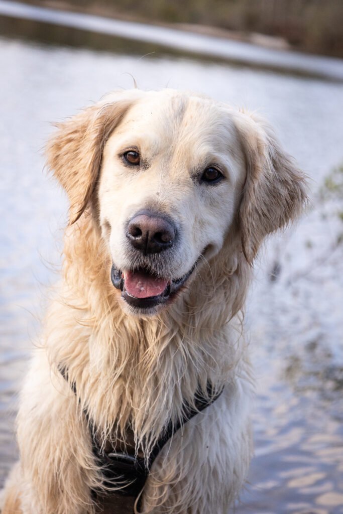 Kiwi - Golden retriever