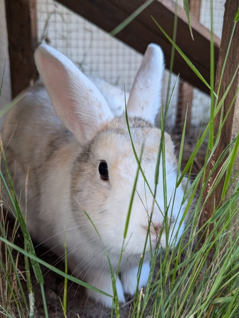 Cookie - le lapin