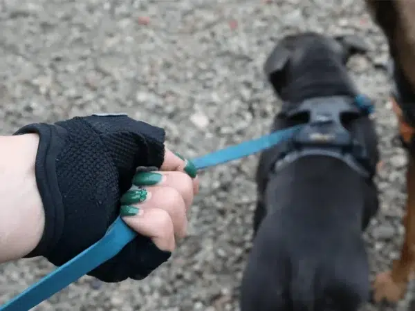 Paire de gants pour la gestion de longe