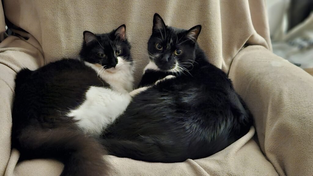 les chats