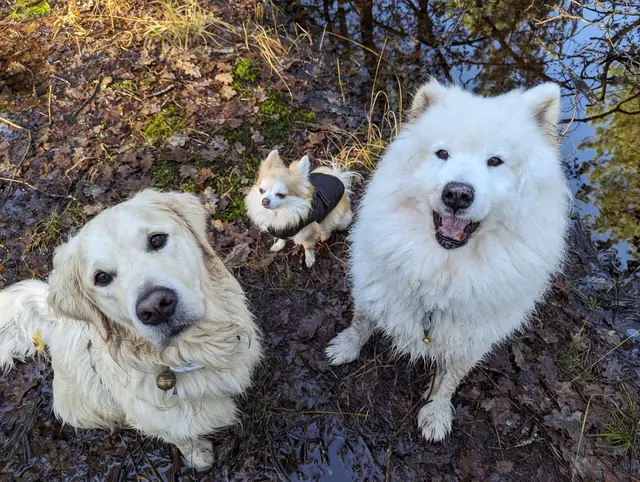 Trois chiens heureux en promenade