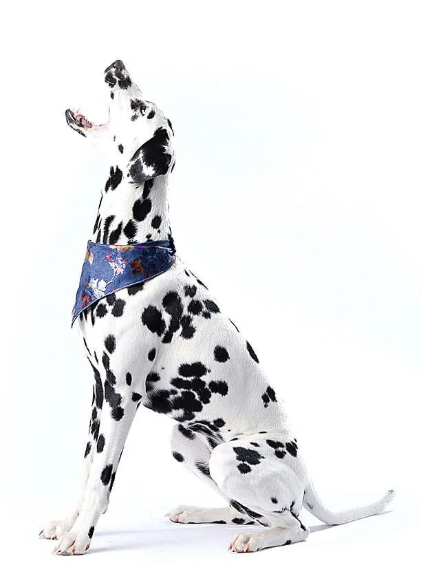 Dalmatien